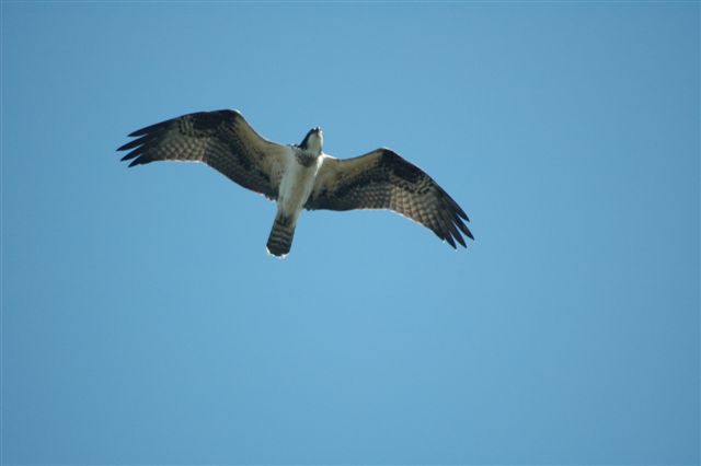Osprey soaring on deflective updrafts.